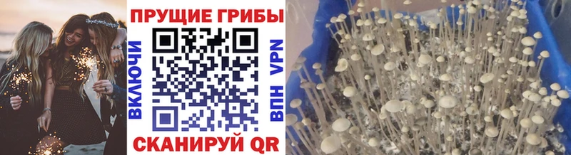 Псилоцибиновые грибы мухоморы  купить наркотики цена  ОМГ ОМГ tor  Гуково 